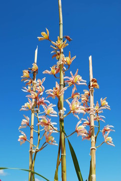 花卉