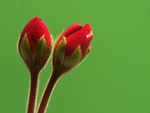 開(kāi)花