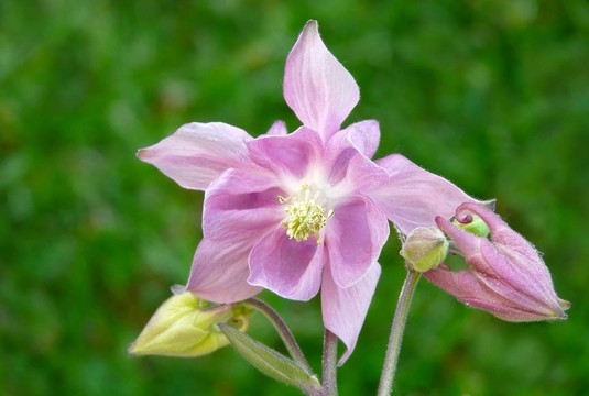 開花