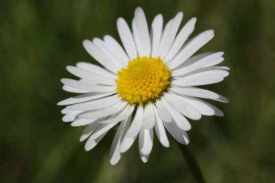雛菊