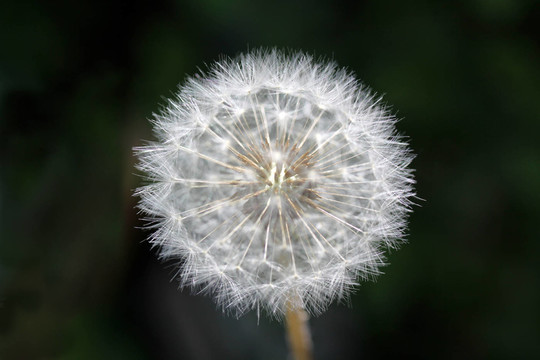 pusteblume（年輕的蒲公英）