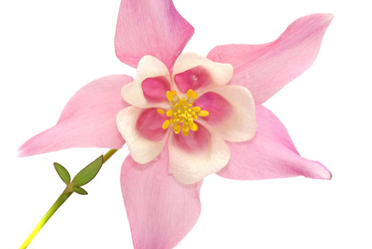 開花