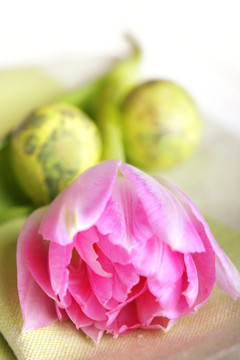 粉紅色郁金香和復(fù)活節(jié)彩蛋