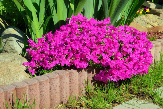 polsterphlox -叢生福祿考14