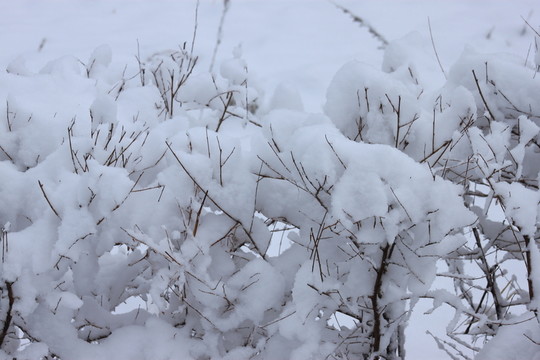 大興安嶺森林雪景