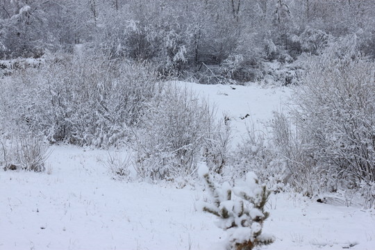 大興安嶺森林雪景