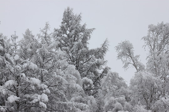 大興安嶺森林雪景