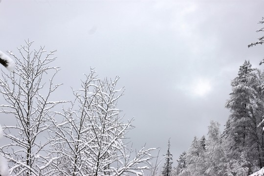 大興安嶺森林雪景