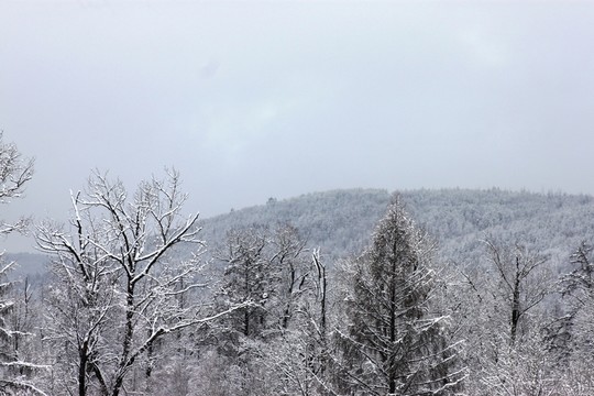 大興安嶺森林雪景