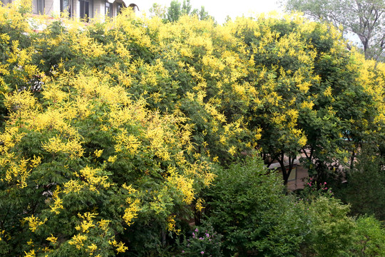 黃色欒樹花