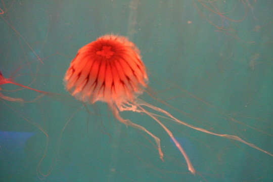 水母