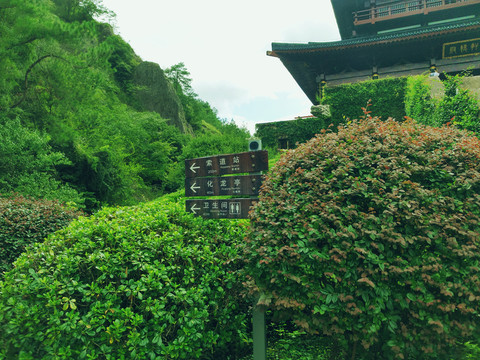 森林