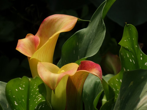 黃花馬蹄蓮