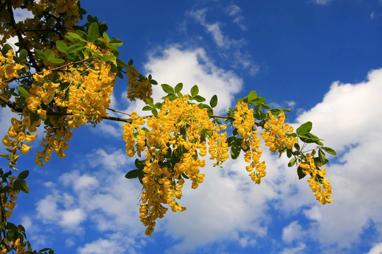 金蓮花