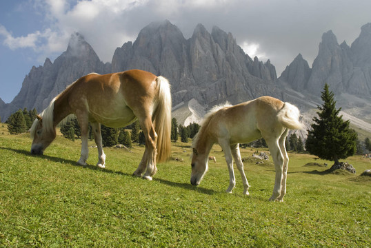 在geisslergruppe Haflinger