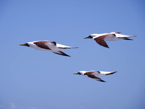 藍(lán)鳥(niǎo)