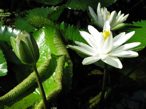 睡蓮（Nymphaea）