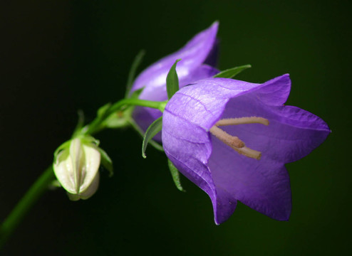 花卉