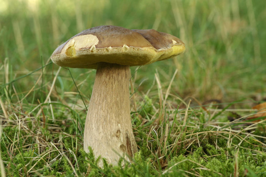 CEP