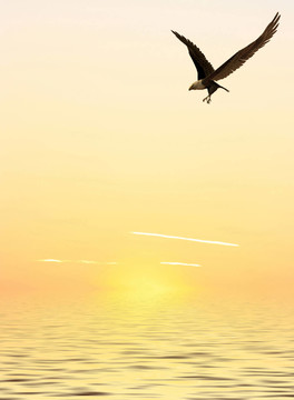 海雕
