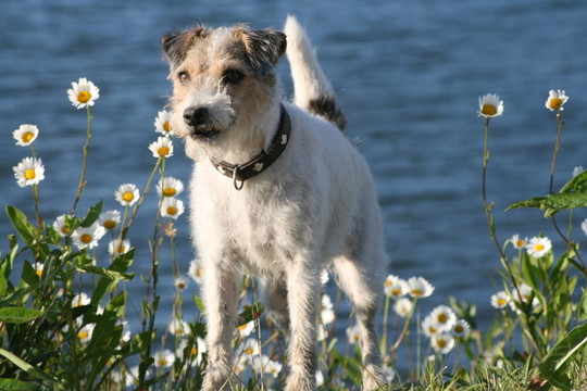 ？hundepostkarte