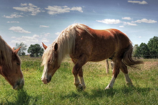 Haflinger 3
