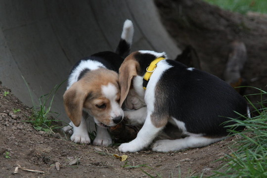 小獵犬