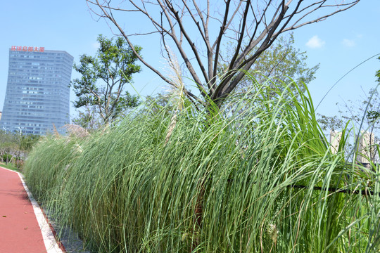 蘆葦 公園蘆葦