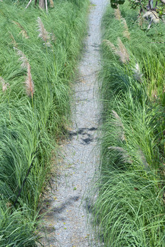 蘆葦 蘆葦叢 小路
