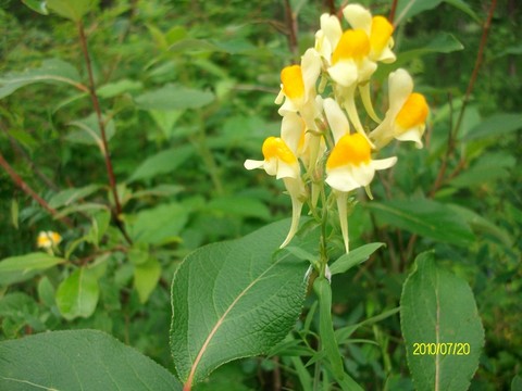 大興安嶺野生花草