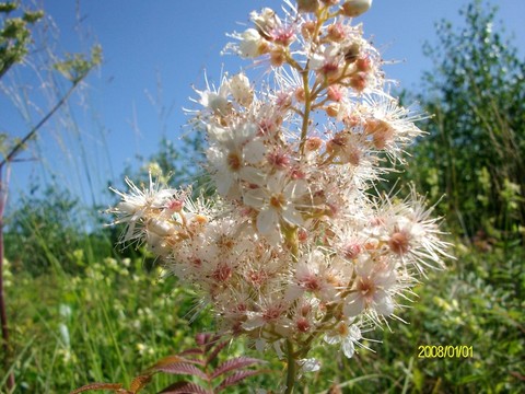 大興安嶺野生花草