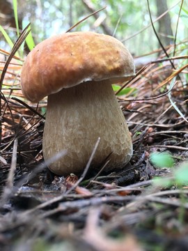 美味牛肝菌