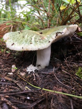 青頭菌