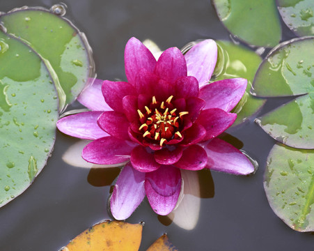 花卉