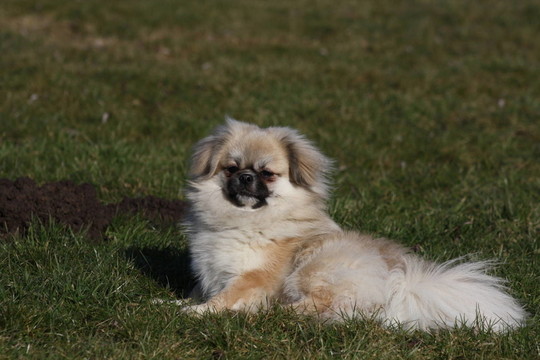 西藏獵犬