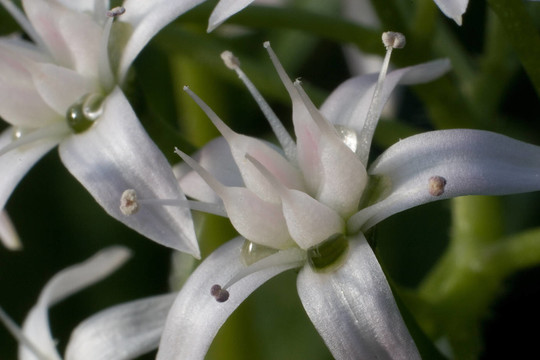 蘭花