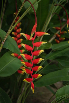 heliconie