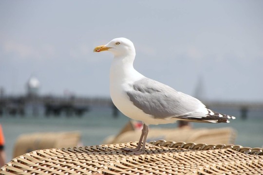 沙灘椅上的海鷗