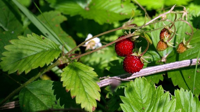 野草莓
