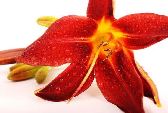 開(kāi)花