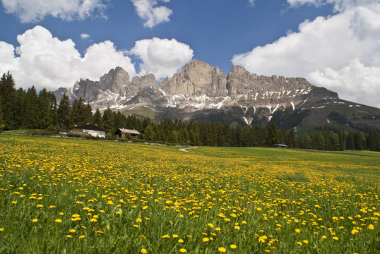 bergwiese 3