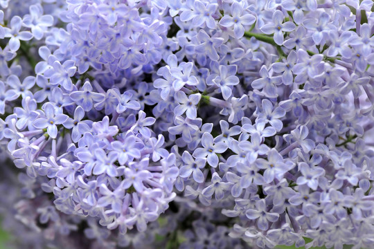 丁香花