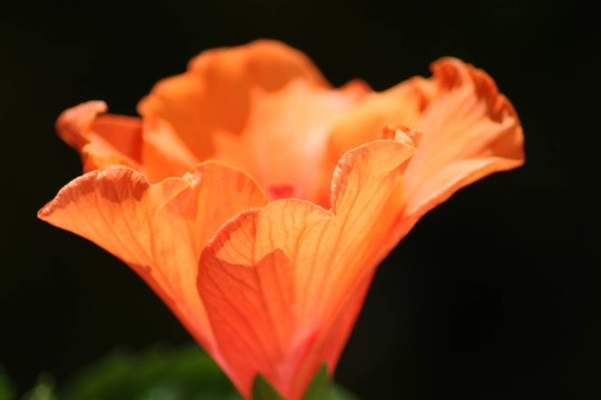 木槿花