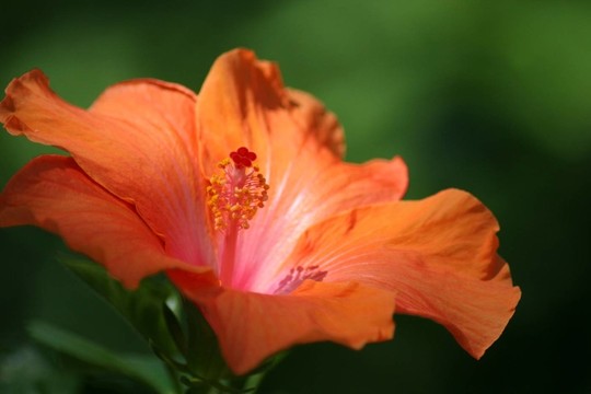 鮭色木槿花