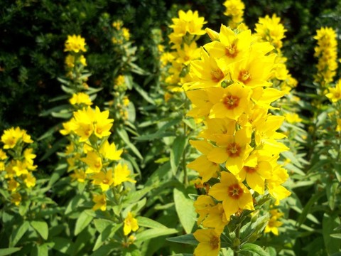 goldfelberich