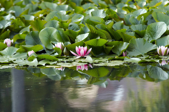 花卉