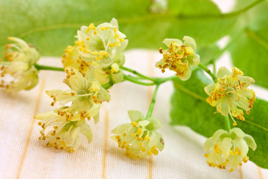 菩提花特寫platyphyllos