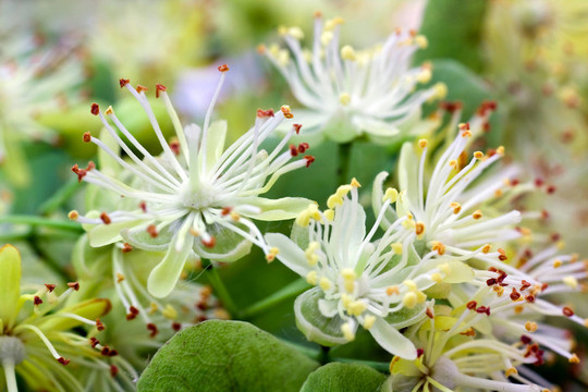 菩提花特寫platyphyllos