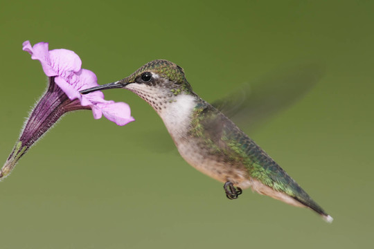 野生鳥類