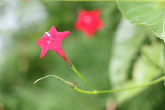 蔦蘿松花開紅艷艷 （10）